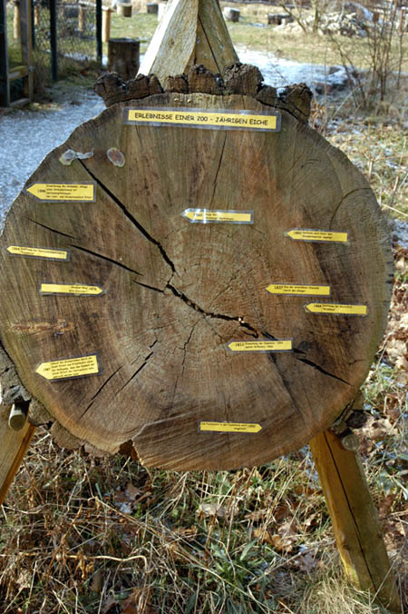 Baumscheibe
