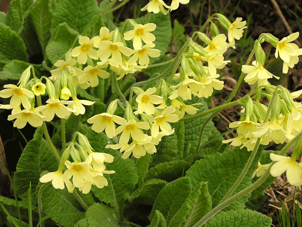 Waldschl&uuml;sselblume 1