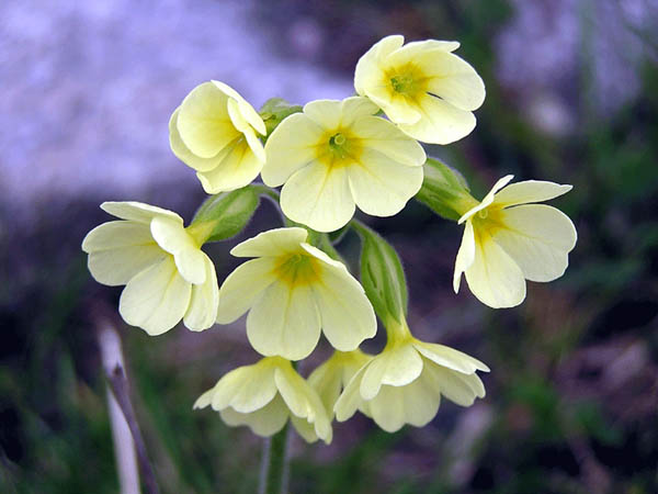 Waldschl&uuml;sselblume 2