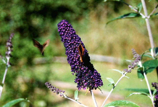 Sommerflieder - Schmetterlingsstrauch