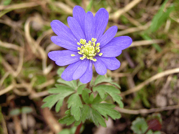 Anemone