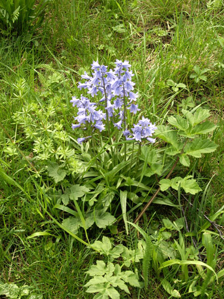 Spanisches Hasengl&ouml;ckchen 1