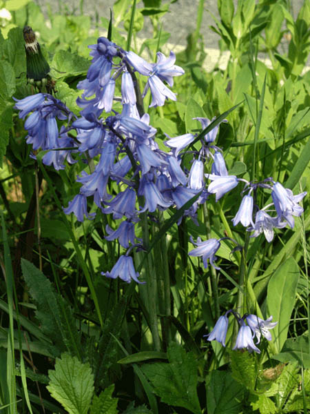 Spanisches Hasengl&ouml;ckchen 2