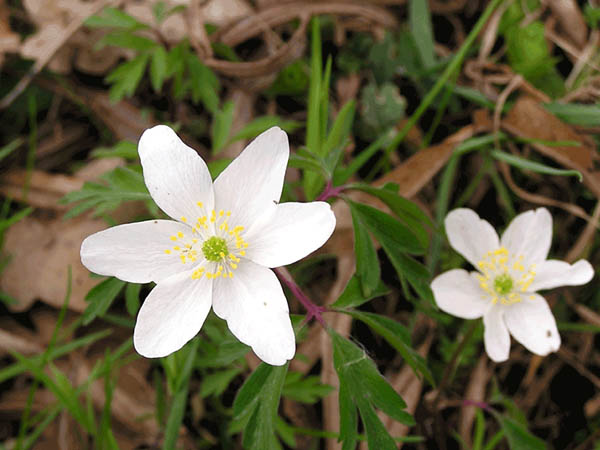 Buschwindr&ouml;schen 1