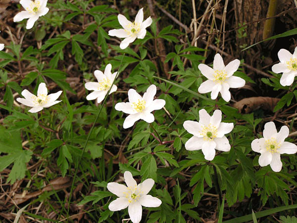 Buschwindr&ouml;schen 2