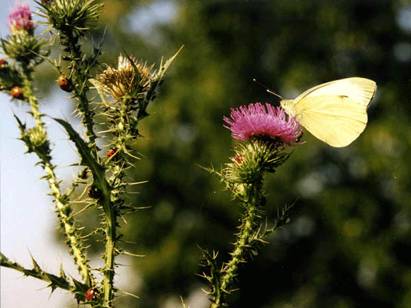 Distel & Zitronenfalter2