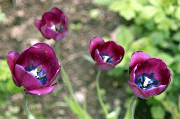 Tulpe 2
