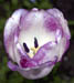 Tulpe 1