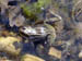 frosch1