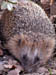 igel3
